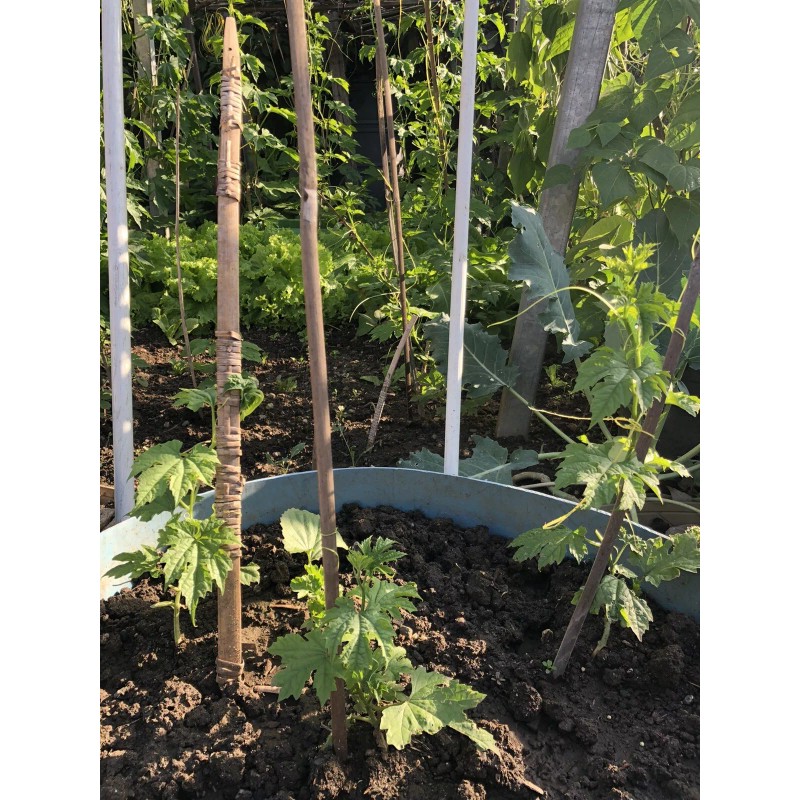 BitterMelon Starter Plant 6” With Pot Ready To Plant