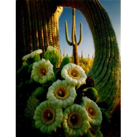 LEANIN TREE CACTUS, SAGUARO BLOOMING CACTUS, BEAUTIFUL PICTURE BY JACK DYKINGA