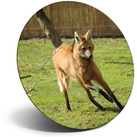 Destination Vinyl ltd Magnet for Refrigerator, Fridge - Cute Maned Wolf Dog Animal for Office, Cabinet and Whiteboard, Magnetic Stickers, 3450