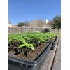 American Seed Hatch Sandia Chili Pepper Seeds, NuMex, Hot Green