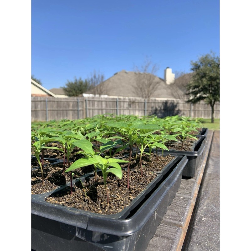 American Seed Hatch Sandia Chili Pepper Seeds, NuMex, Hot Green