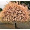 Shrub 2 Dappled Willow Trees/Shrubs - 6-12" Tall Seedlings -