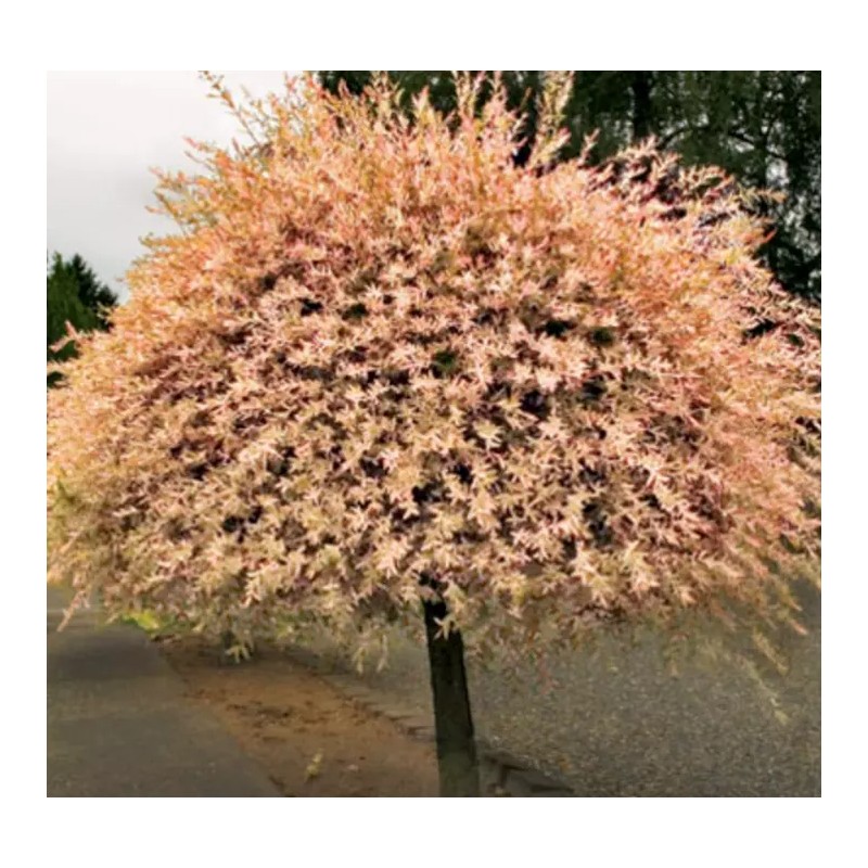 Shrub 2 Dappled Willow Trees/Shrubs - 6-12" Tall Seedlings -
