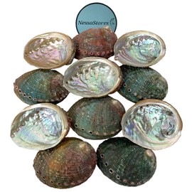 NESSASTORES 20 Abalone Shells 2.5-3.5 Inches | Natural Abalone Shell Incense Bowl - Perfect for Smudge Sticks & Incense