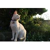 Beau's Bells 2 Extra Loud Cat & Dog Bells |