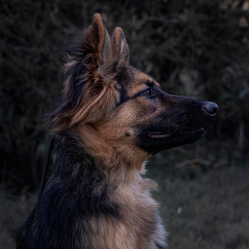 Fenrir Slip Leash 1.4m Professional Dog Training Lead To Stop