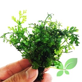 Planterest – Bolbitis Heudelotii Variegated Difformis Clump African Water Fern Live Aquarium Plant Decorations BUY2GET1FREE