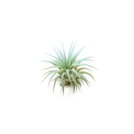 Light Blue Colorful Tillandsia Air Plants -Long Lasting Color Enhanced Live Tillandsia Succulent House Plants - Home and Garden Decor -Easy Care Indoor/Outdoor Plants (Ionantha Rubra, Single)