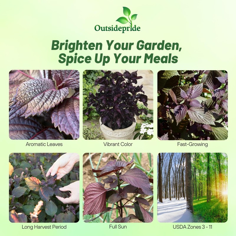 Outsidepride 2000 Seeds Annual Perilla Frutescens Beefsteak Plant Herb Garden