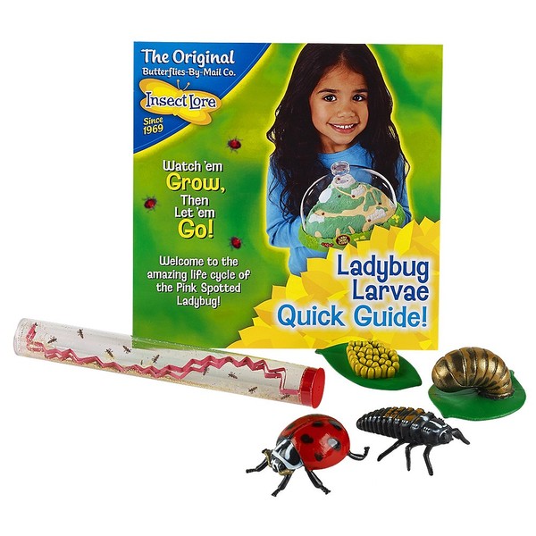 Insect Lore Live Baby Ladybug Larvae - Ladybug Growing Kit REFILL with Ladybug Life Cycle Toy Figurines - SHIP NOW