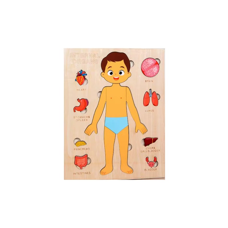 Wooden Human Body Puzzle for Kids - Removable Organ Pieces