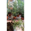 botanica las americas ruda rue Full Plant with Root, GREEN