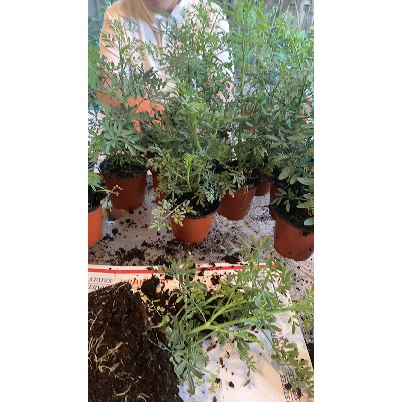 botanica las americas ruda rue Full Plant with Root, GREEN