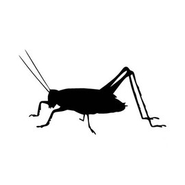 Ranger Products Cricket Insect Pest - Vinyl Decal Sticker, Die Cut Vinyl Decal for Windows, Cars, Trucks, Tool Boxes, laptops, MacBook - virtually Any Hard, Smooth Surface
