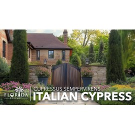 Italian Cypress | 2 Large Gallon Size Trees | Cupressus sempervirens | Narrow Evergreen Plants | Tall Privacy Landscaping | Upright Ornamental Outdoor Plant