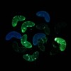 LiQunSweet 20 Pcs Transparent Luminous Leaf Acrylic Beads UV Plating