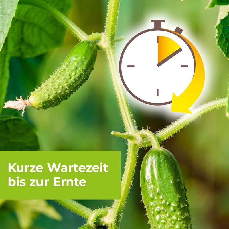 3 x 40 g Alitis Special Mushroom Free