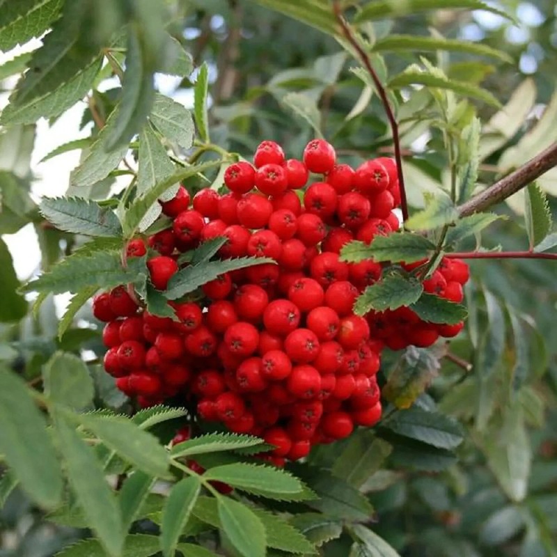 CZ Grain 10 Mountain Ash Seeds for Planting Sorbus Aucuparia