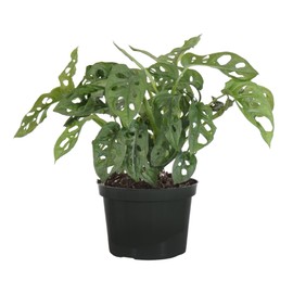 United Nursery Monstera Adansonii – Swiss Cheese Plant in 6” Grower Pot – 8–11 Inches Tall – Fast-Growing, Air-Purifying Vine – Easy-Care Indoor Houseplant for Home or Office Décor