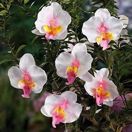 Solar Orchid String Lights 12.5ft 10 LED Orchid Flower Solar Fairy Lights Outdoor Lighting for Tree Garden Home Ambiance Wedding Yard Party Patio Holiday Decor (Warm White)