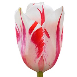5 Sorbet Tulip Bulbs – Single Late Tulip – Striking White Blooms with Red Flame – Large Flowering Perennial Tulips for Spring Gardens – Easy to Grow & Hardy
