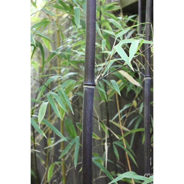 Rare Black Bamboo Seeds for Planting - 50+ Seeds - Grow Black Bamboo, Privacy Screen, Good for Environment - Ships from Iowa