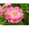 Crema Rosa Mosqueta Concha Nácar Hidrata Estrías Arrugas