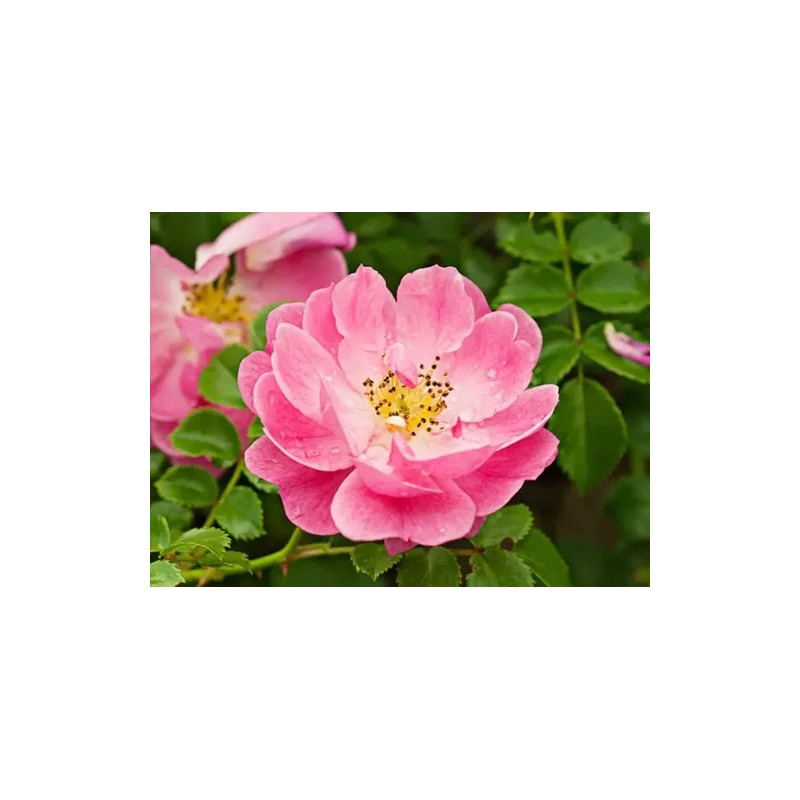 Crema Rosa Mosqueta Concha Nácar Hidrata Estrías Arrugas