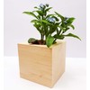 Feel Green - WE CREATE NATURE Celebrations Ecocube, Forget-Me-Not Wooden