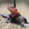 Bearded Dragon Harness and Leash Set, 3-Size Adjustable Soft Leather