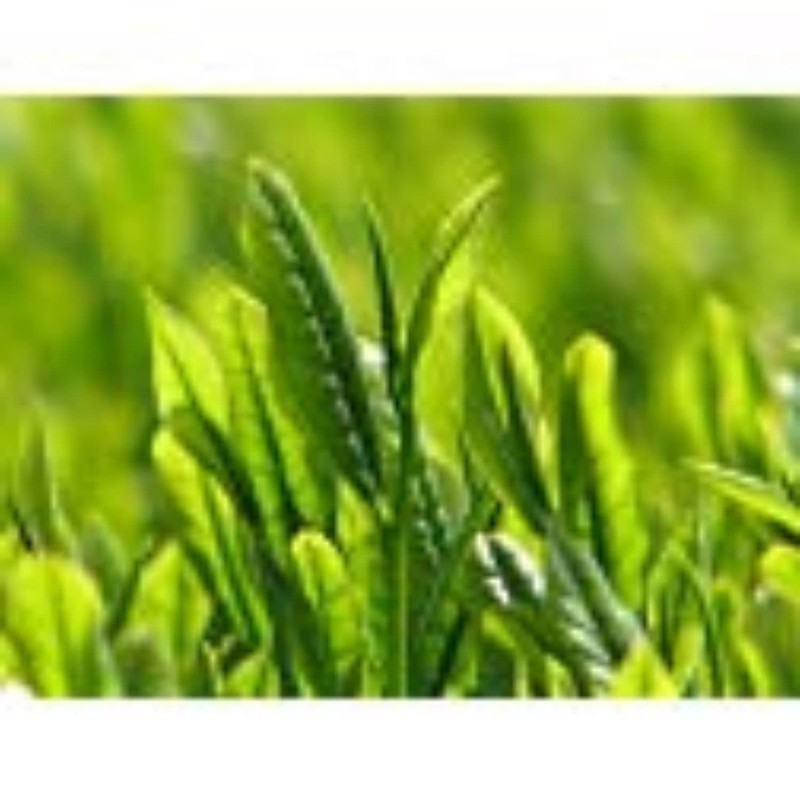 High Quality Theanine Gyokuro Made in Shizuoka Maki, 3.5 oz