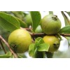 Natures Potions Ltd GUAVA SEEDS, 30 Seeds, Psidium guajava, Tropical Fruit Tree, Organic