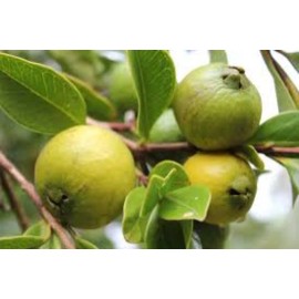 Natures Potions Ltd GUAVA SEEDS, 30 Seeds, Psidium guajava, Tropical Fruit Tree, Organic