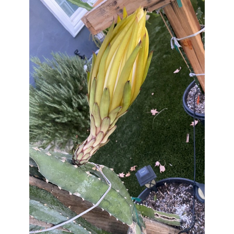 ORGANICO One Vietnamese read DRAGON FRUIT CUTTING 8- 12 Inches