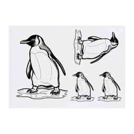 4 x 'Penguin Sliding On Ice' Temporary Tattoos - Water Resistant, Skin-Safe, Non-Toxic Transfers, Mixed Sizes (TO00069488)