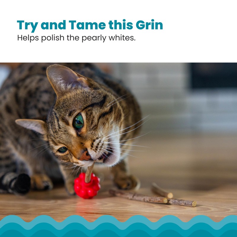 Catstages Dental Raspberry Teether with 4 Silvervine Sticks Included, Cat