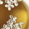 [DF7] Elegant and sensual swan, Absolute Jasmine Tea - Jasmine