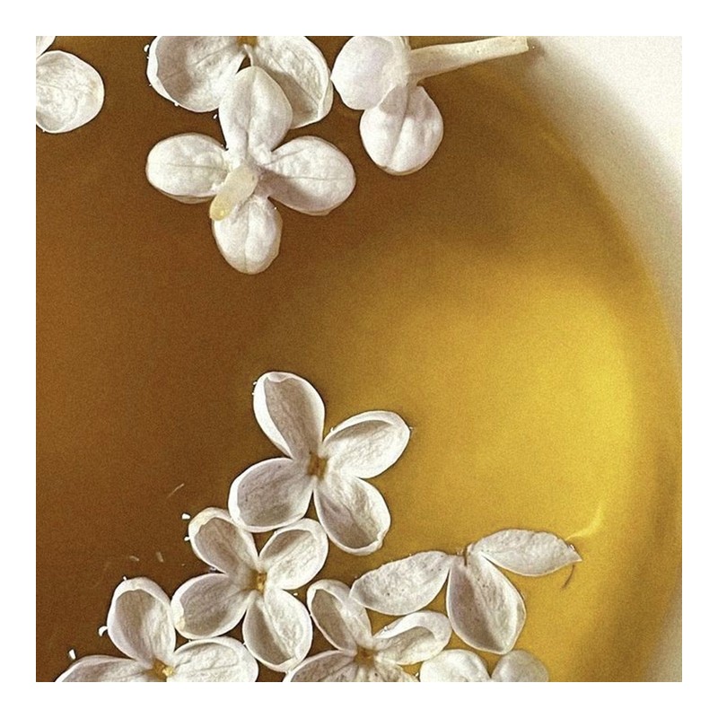 [DF7] Elegant and sensual swan, Absolute Jasmine Tea - Jasmine