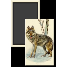 Wolf Canis Lupus Vintage Book Illustration 2 x 3 Fridge Refrigerator Magnet