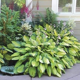 800 pcs Heart Hosta Seeds - Vibrant Green Perennials for Effortless Garden Beauty