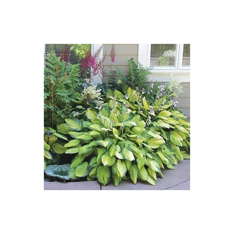 800 pcs Heart Hosta Seeds - Vibrant Green Perennials for