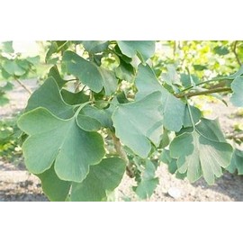 Generic Ginkgo Tree Maidenhair Live Young Plants, in mesh Bag with Soil, Pot, Ginkgo Biloba Tree Plant - About 4" to 7" Tall, Beautiful All Year Round Trees (3 Plants)