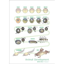 クリアファイル（ウニ・カエルの発生） A4 数研グッズ