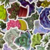 Undisclosed 100pc 1.5" Succulent Plant Cactus Stickers for Notebooks Water
