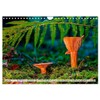 Mushrooms - Little Giants (Wall Calendar 2025 DIN A4 Landscape),