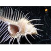 Florida Shells and Gifts One Beautiful Small Venus Comb Murex