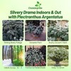 Outsidepride Silver Shield Plectranthus Seeds - 30 Pcs Perennial, Shade-Adapted,
