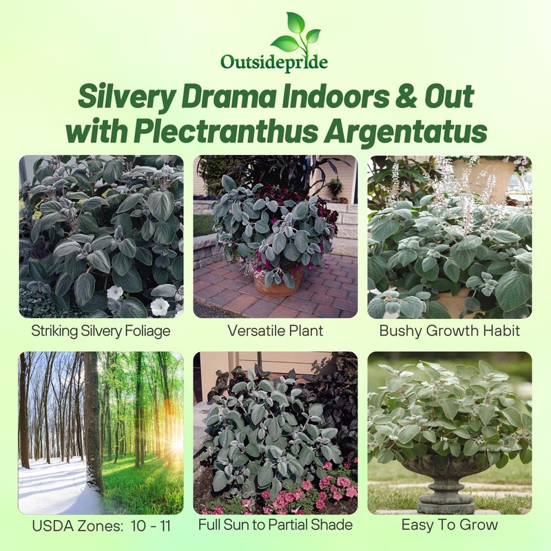 Outsidepride Silver Shield Plectranthus Seeds - 30 Pcs Perennial, Shade-Adapted,
