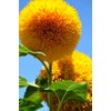 Seeds Sunflower Teddy Bear 20 Seeds for Planting Fluffy Sunflower