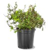 Anthony Waterer Spirea, Vibrant Color-Changing Flowering, Vibrant Foliage, Deciduous, Compact,